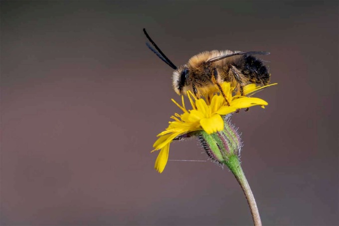 Un progetto per monitorare la biodiversità e gli insetti impollinatori