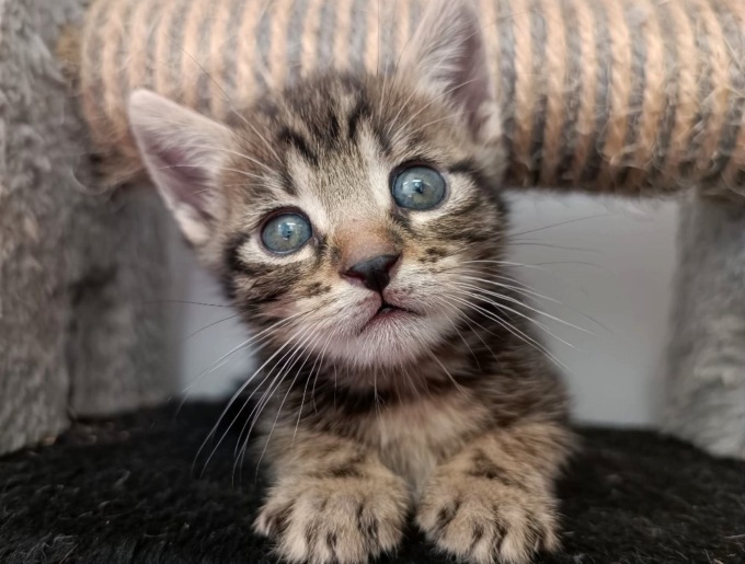 Asilo dei Cuccioli di Enpa
