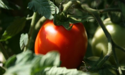 Da oggi in regalo con i nostri giornali il pomodoro nano Rio Grande