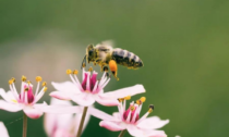 Il Comune riduce il numero di tagli del verde pubblico per tutelare api e suolo
