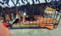 Cuccioli tenuti in gabbia e fatti uscire solo per giocare con i bambini. Denunciato il proprietario