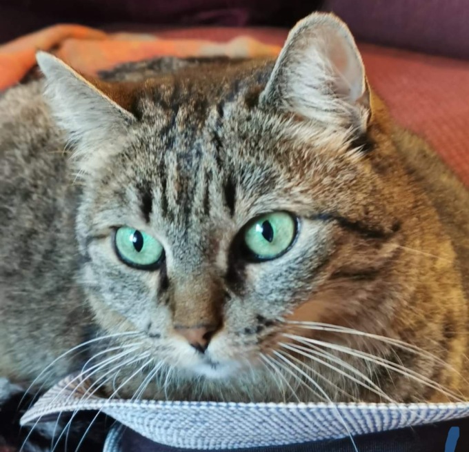 “Un cimitero per animali anche ad Arcore, dove possa riposare anche la mia piccola Charlie”