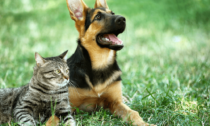 Prati sintetici per cani: soluzioni sicure e durevoli per il tuo giardino