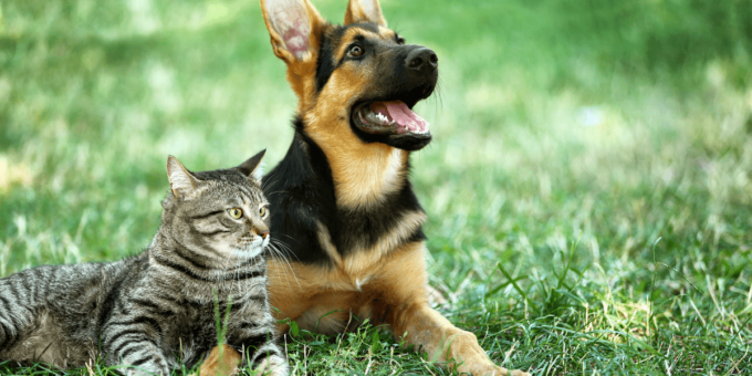Prati sintetici per cani: soluzioni sicure e durevoli per il tuo giardino