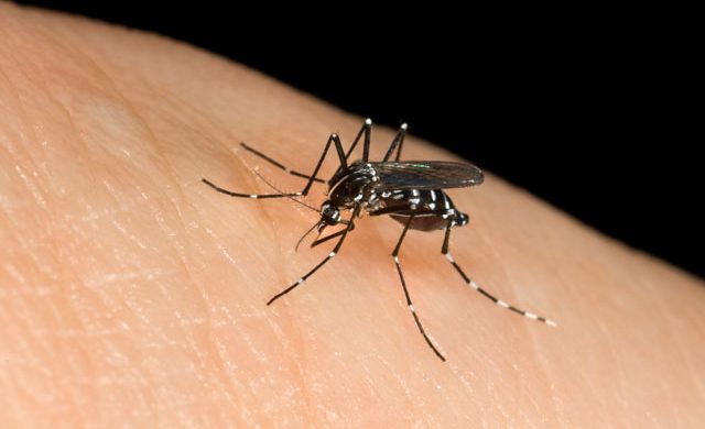 Caso sospetto di Dengue, scatta la disinfestazione
