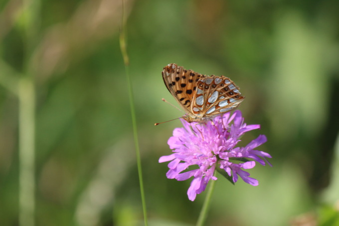 Anche in Brianza la più grande maratona naturalistica di Lombardia: quest’anno è dedicata alle farfalle