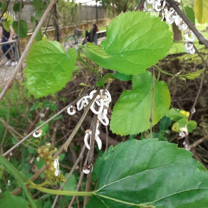 La Takahashia japonica torna a preoccupare