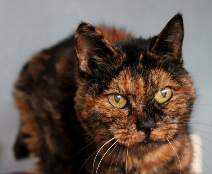 Dopo la discarica e il gattile Pasqualina cerca una famiglia