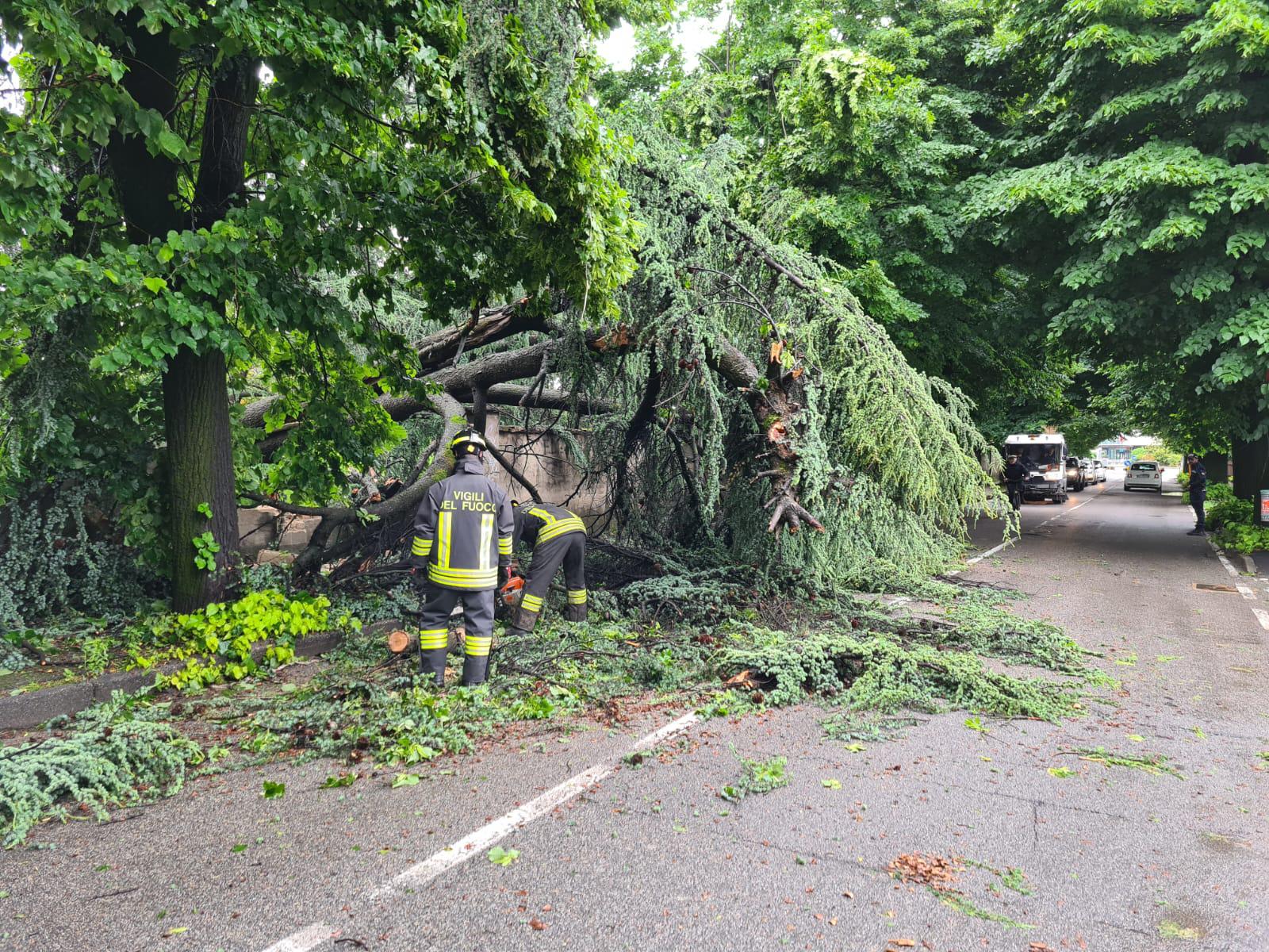 Vimercate via Ronchi albero pino caduto da area ex ospedale