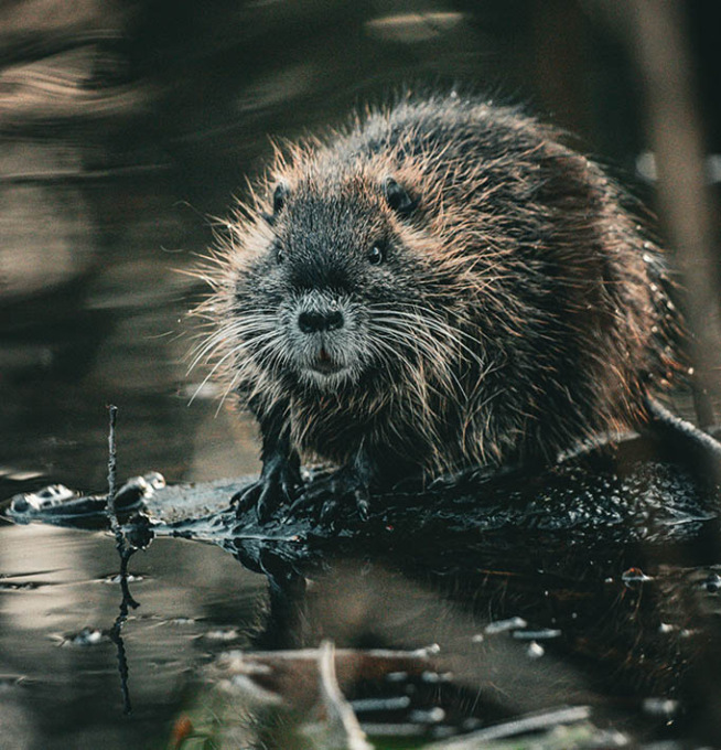 Tiro alla nutria, Enpa insorge