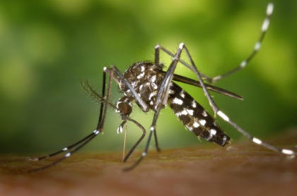 Caso sospetto di Dengue a Monza, scatta la disinfestazione straordinaria