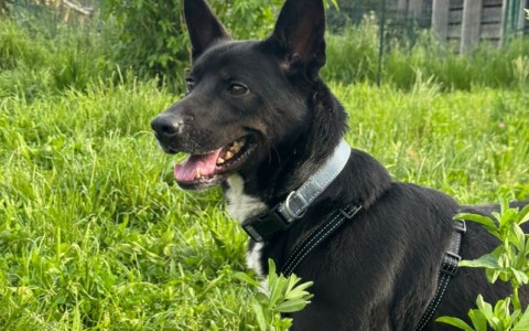 Bottiglietta d’acqua per rimuovere le deiezioni, scatta l’obbligo per i proprietari di cani