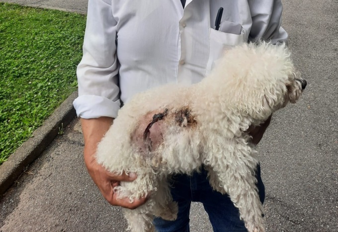 Cagnolino aggredito e ferito gravemente da un molosso