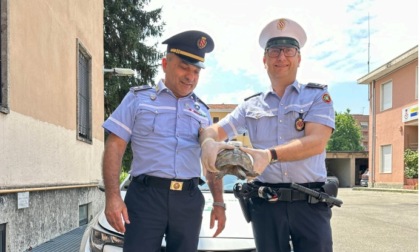 Tartaruga rischia di essere investita dalle auto, salvata dagli agenti della Polizia locale