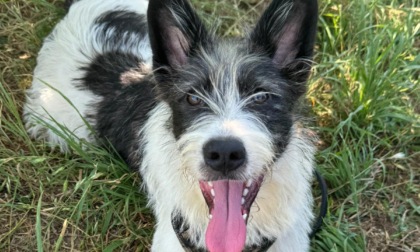 L'appello per due splendide cagnoline che cercano casa