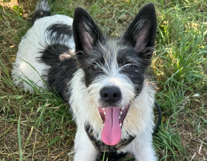 L’appello per due splendide cagnoline che cercano casa