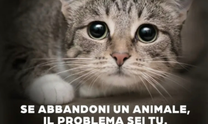 Ceriano tiene alta l'attenzione contro l'abbandono degli animali