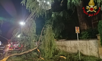 Grosso ramo cade da dieci metri e colpisce un furgone e dei cavi della luce