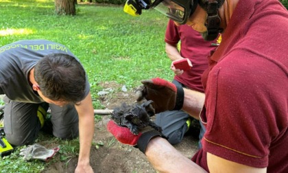 Gattino intrappolato nel pluviale viene salvato dai Vigili del fuoco