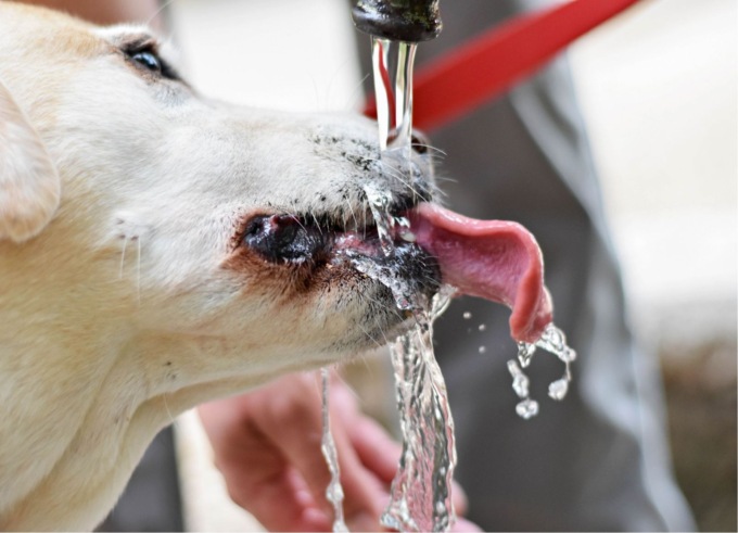 I consigli di Enpa per proteggere gli animali dal caldo in arrivo