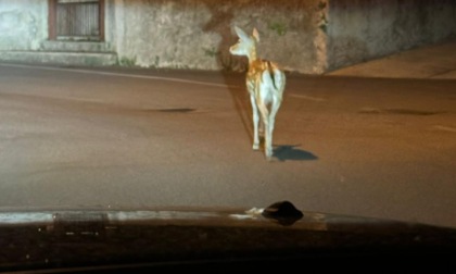 Un cerbiatto a spasso per Tregasio