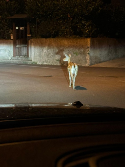 Un cerbiatto a spasso per Tregasio