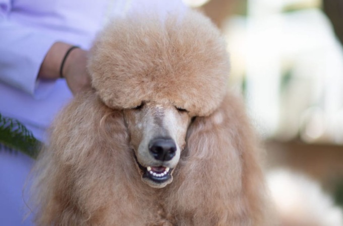 Joy strega la giuria: è di Arcore la cagnolina più bella d’Italia