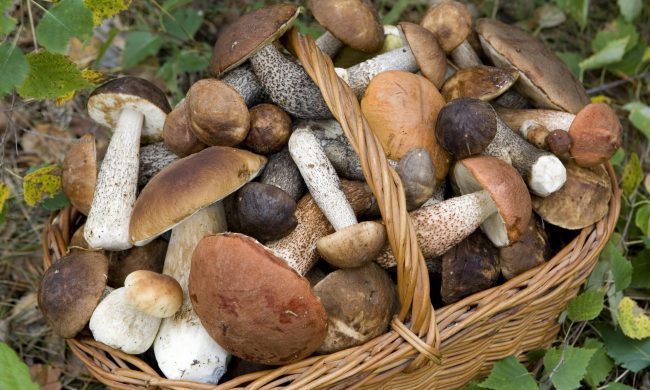 E’ stagione di funghi ma attenzione a quello che raccogliete