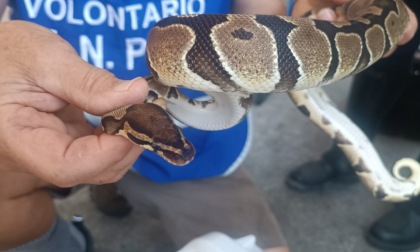 Pitone recuperato nel centro di Agrate