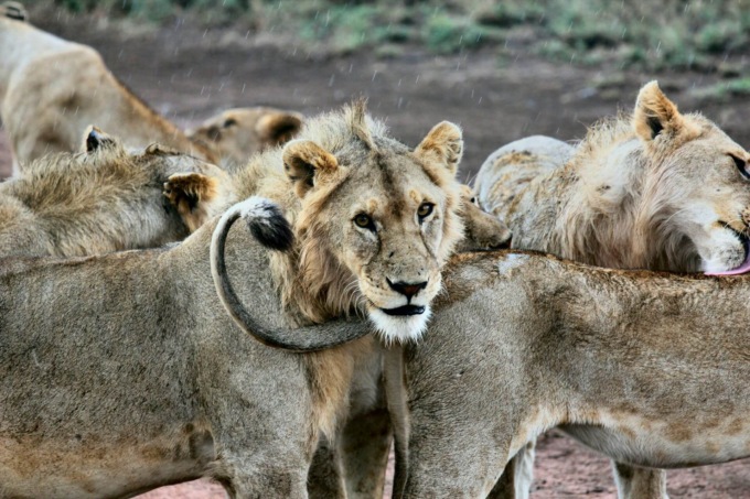 Tanzania e Zanzibar: il viaggio perfetto tra safari mozzafiato e relax
