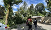 Crollano due grosse piante sulla strada, tragedia sfiorata a Carate