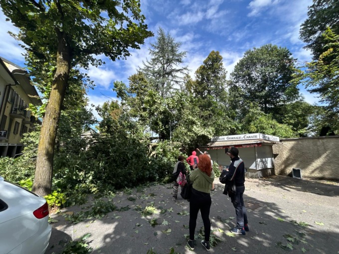 Crollano due grosse piante sulla strada, tragedia sfiorata a Carate