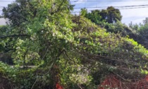 Albero cade sulla linea ferroviaria, interrotta la circolazione