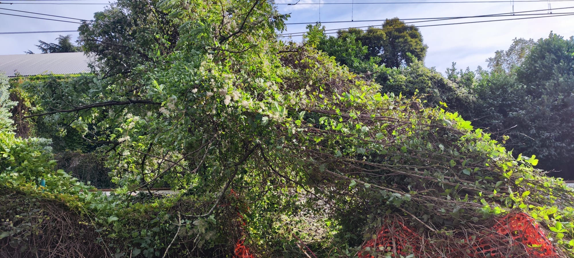 Macherio Albero cade sulla linea ferroviaria