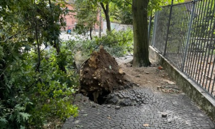 Arcore, cadono tre alberi vicino ad una abitazione dichiarata inagibile: anziano allettato trasferito in Comune