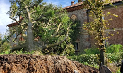 Grossa pianta si abbatte su Villa Jacini