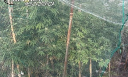 Aveva una piantagione di Marijuana in casa, villasantese in manette