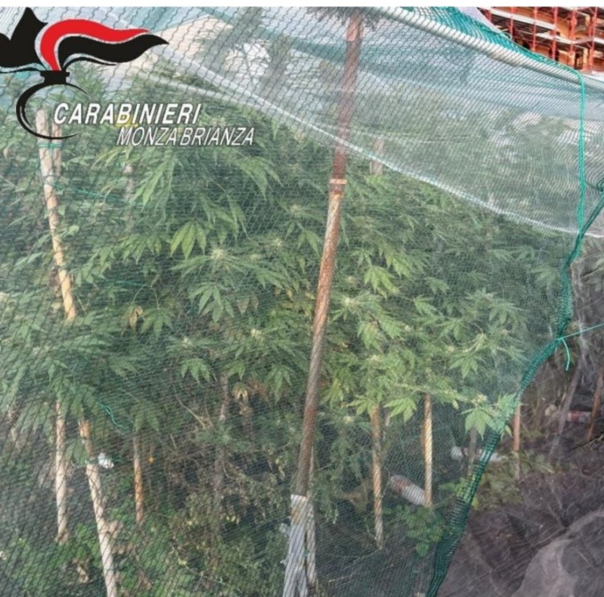 Aveva una piantagione di Marijuana in casa, villasantese in manette