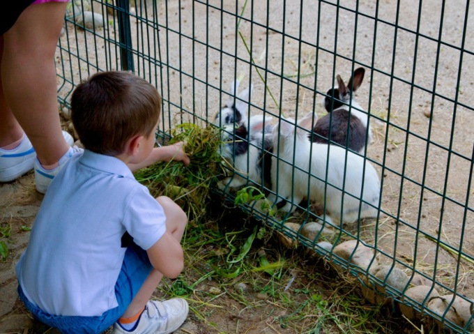 Giornata degli animali: domenica 6 ottobre grande festa al Rifugio Enpa