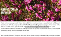 "Il brugo torna in Brughiera", al via a Meda la Settimana della natura