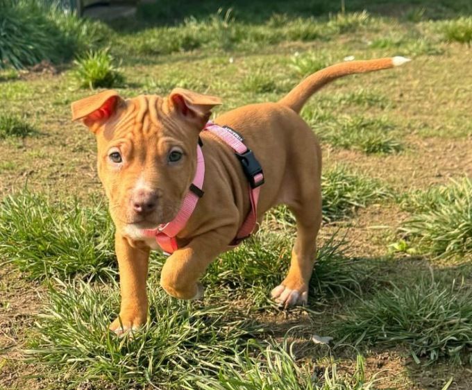 Al via a fine settembre ad Arcore il corso per il rilascio del Patentino per cani
