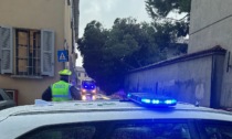 Maltempo a Carate Brianza, caduta una pianta in via Romagnosi