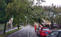 L'albero cade verso la strada, ambulanza in transito "salvata" da un'auto