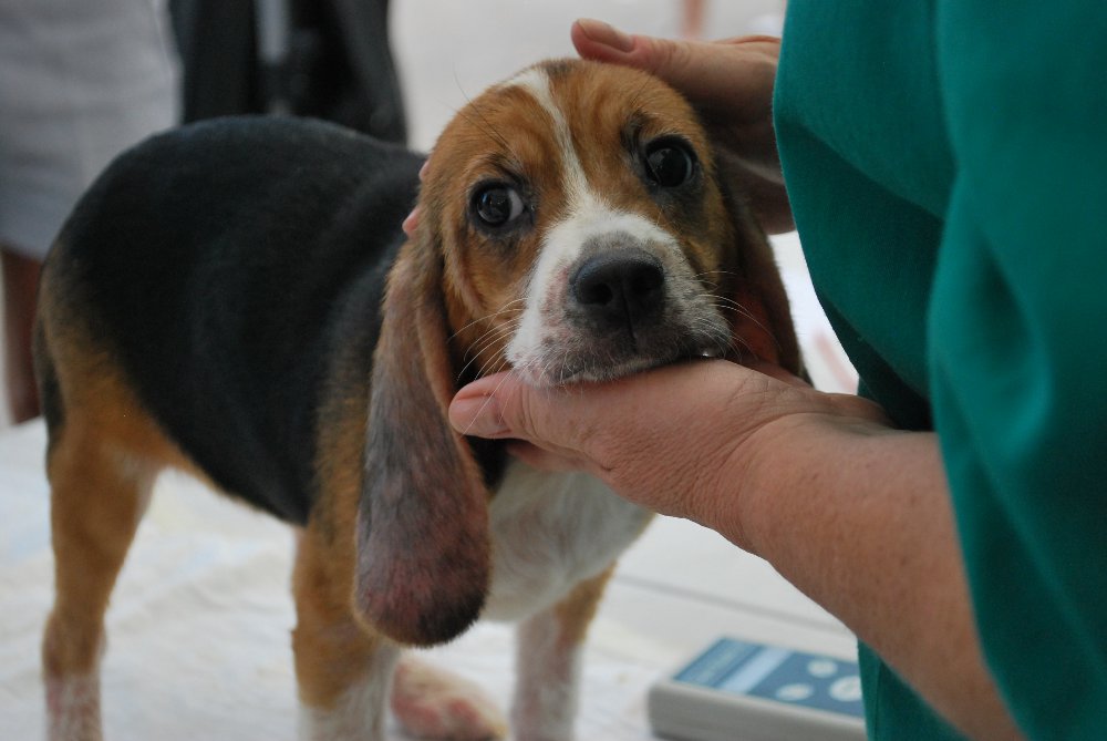 beagle con vet-oriz-ok_0351