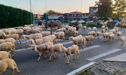 Pecore e asini "invadono" il Polo di Meda