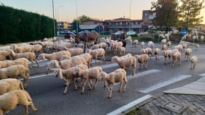 Pecore e asini “invadono” il Polo di Meda