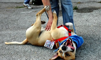 In un incontro dedicato tutto quello che c'è da sapere sulle emozioni del cane