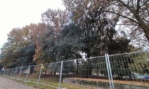 Metrotranvia, levata di scudi a Desio: "No al taglio degli alberi"