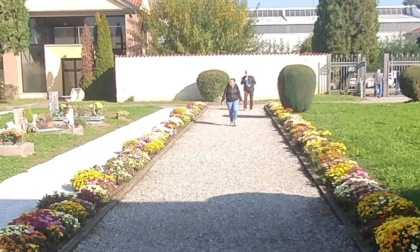 A Bernareggio i crisantemi non si buttano, ma decorano le aiuole del cimitero