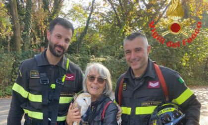 Liberato barbagianni rimasto impigliato ai rami di un albero